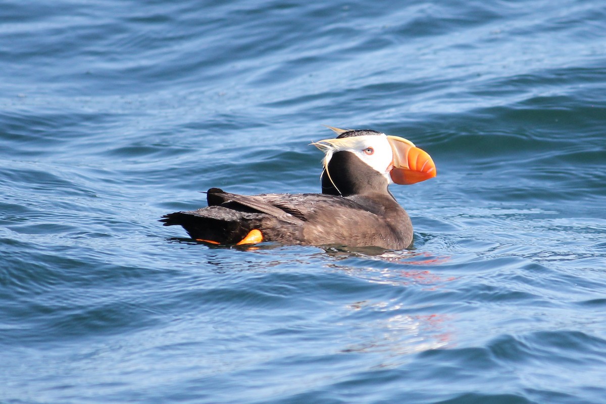 Tufted Puffin - ML66496721