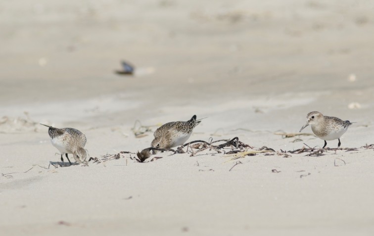 Baird's Sandpiper - Abril Heredia