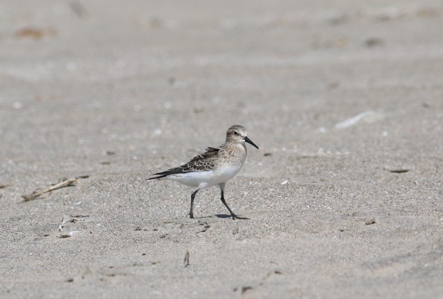 Baird's Sandpiper - Abril Heredia