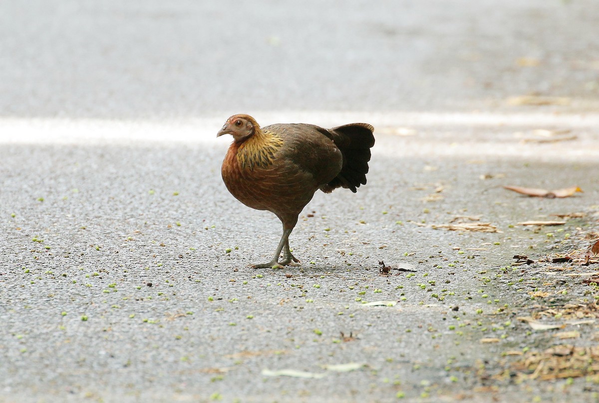 Red Junglefowl - Neoh Hor Kee