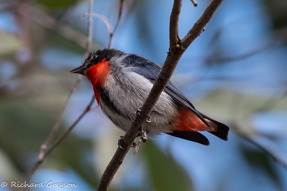 Mistletoebird - ML66497621