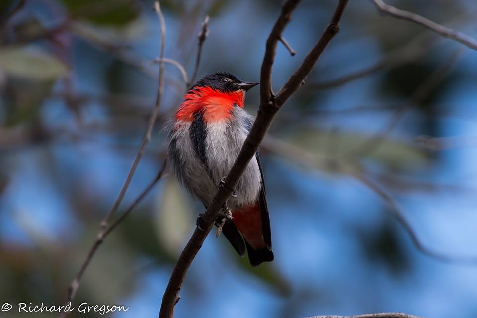 Mistletoebird - ML66497631