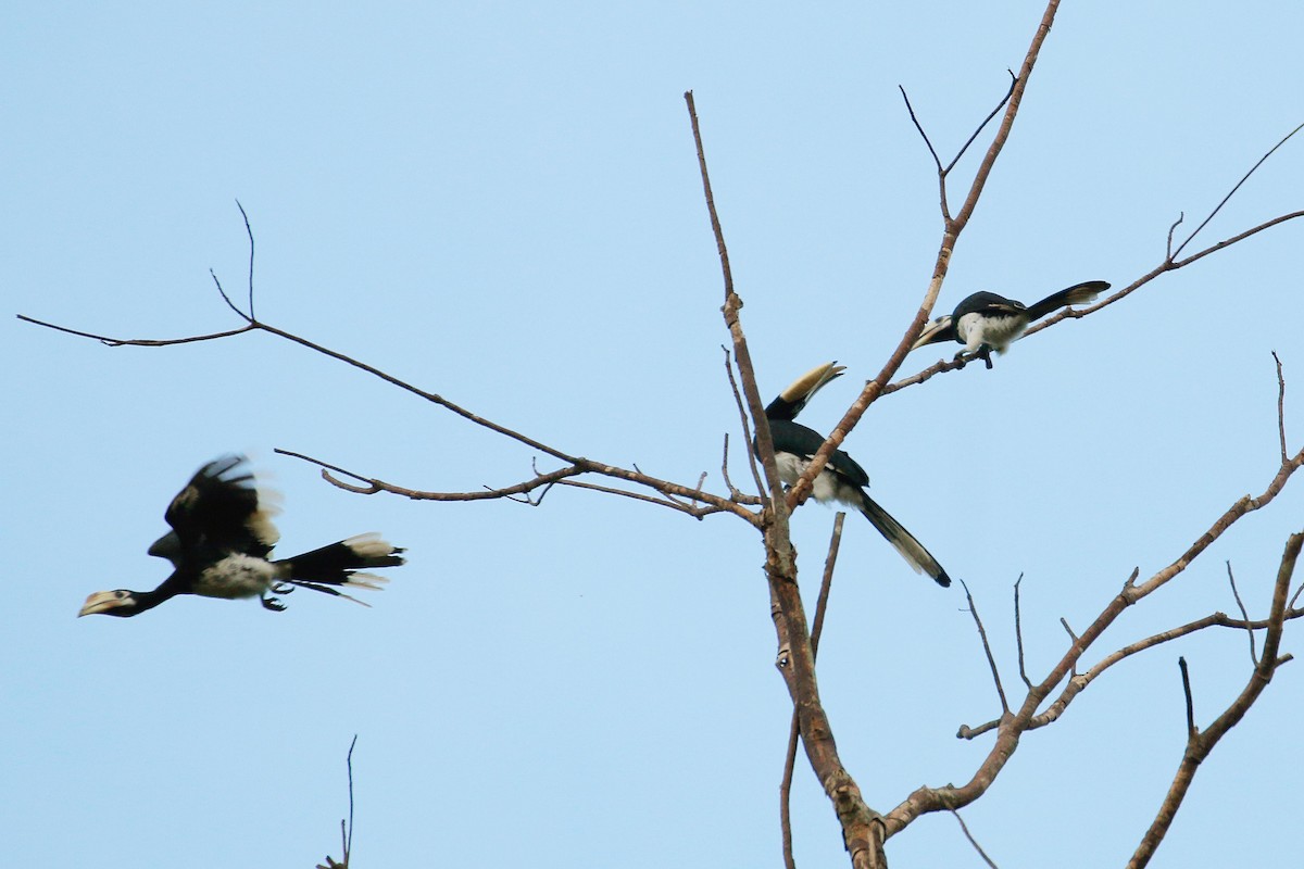 Oriental Pied-Hornbill - Neoh Hor Kee