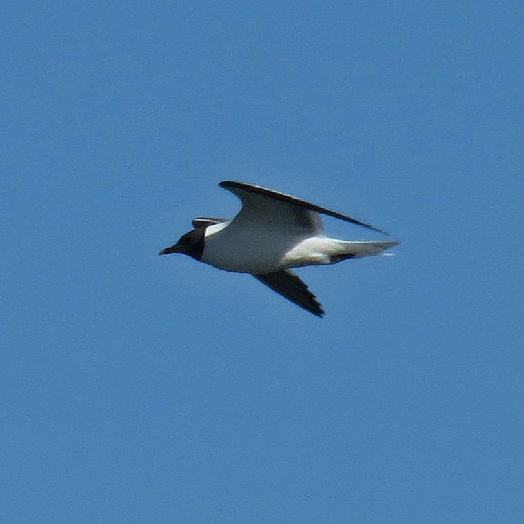 Sabine's Gull - ML66497781