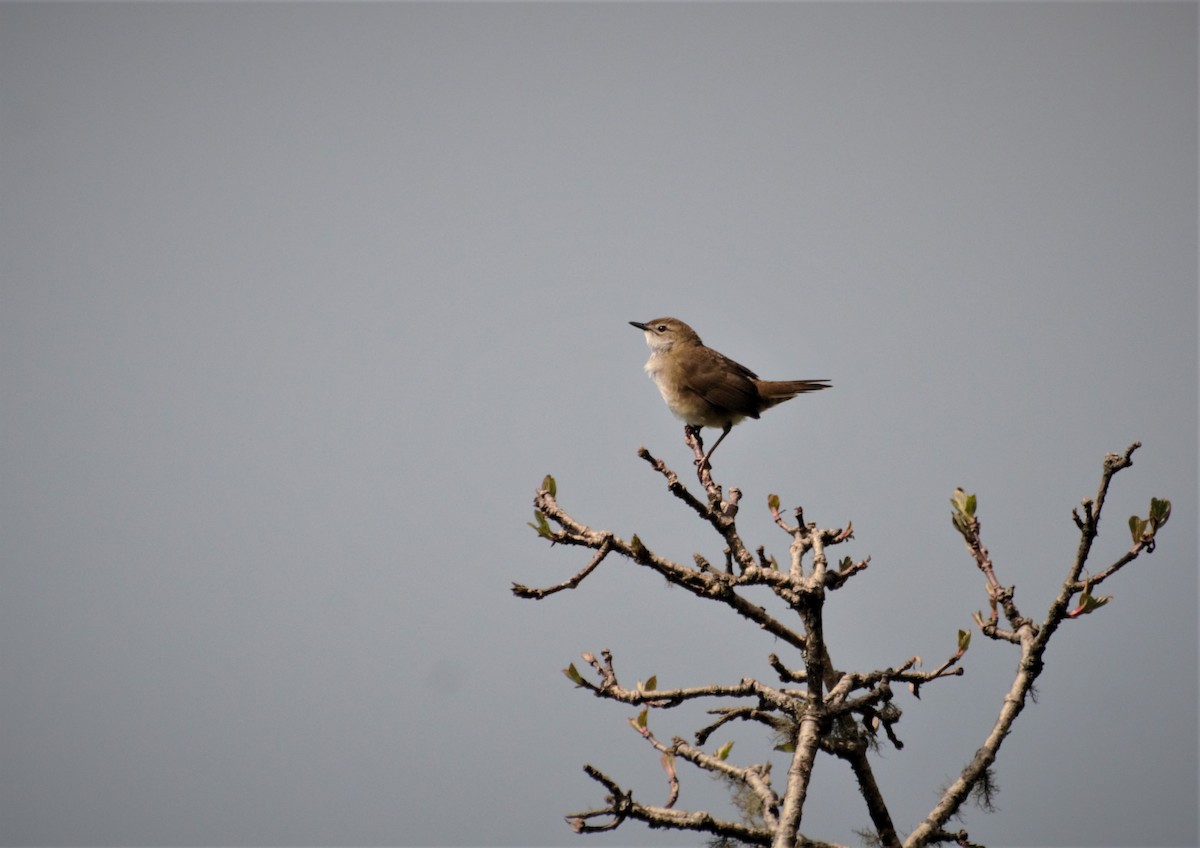 West Himalayan Bush Warbler - ML66497881