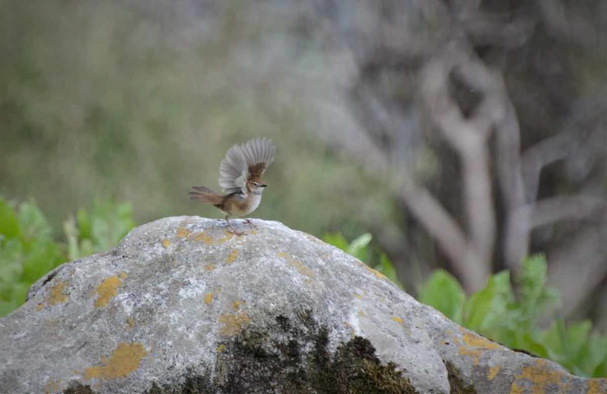 West Himalayan Bush Warbler - ML66497921