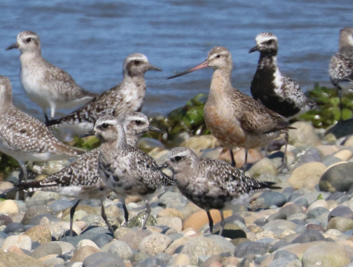 Bar-tailed Godwit - ML66498511