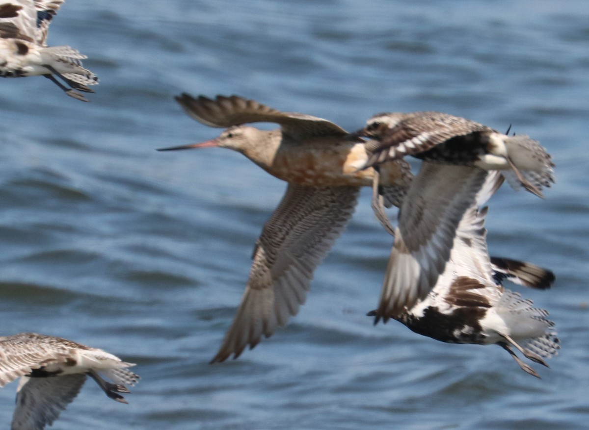 Bar-tailed Godwit - Jason Ransom