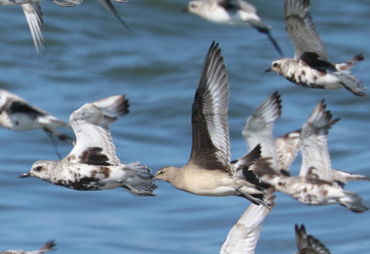 Hudsonian Godwit - ML66498641