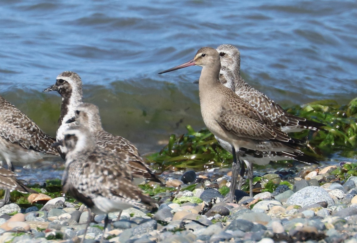 Hudsonian Godwit - ML66498651