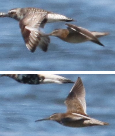 Short-billed Dowitcher - ML66498721