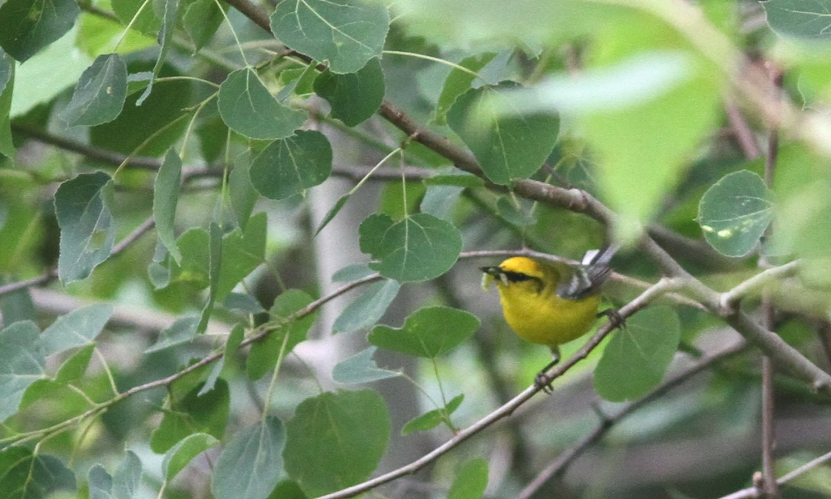 Golden-winged x Blue-winged Warbler (hybrid) - ML66498811