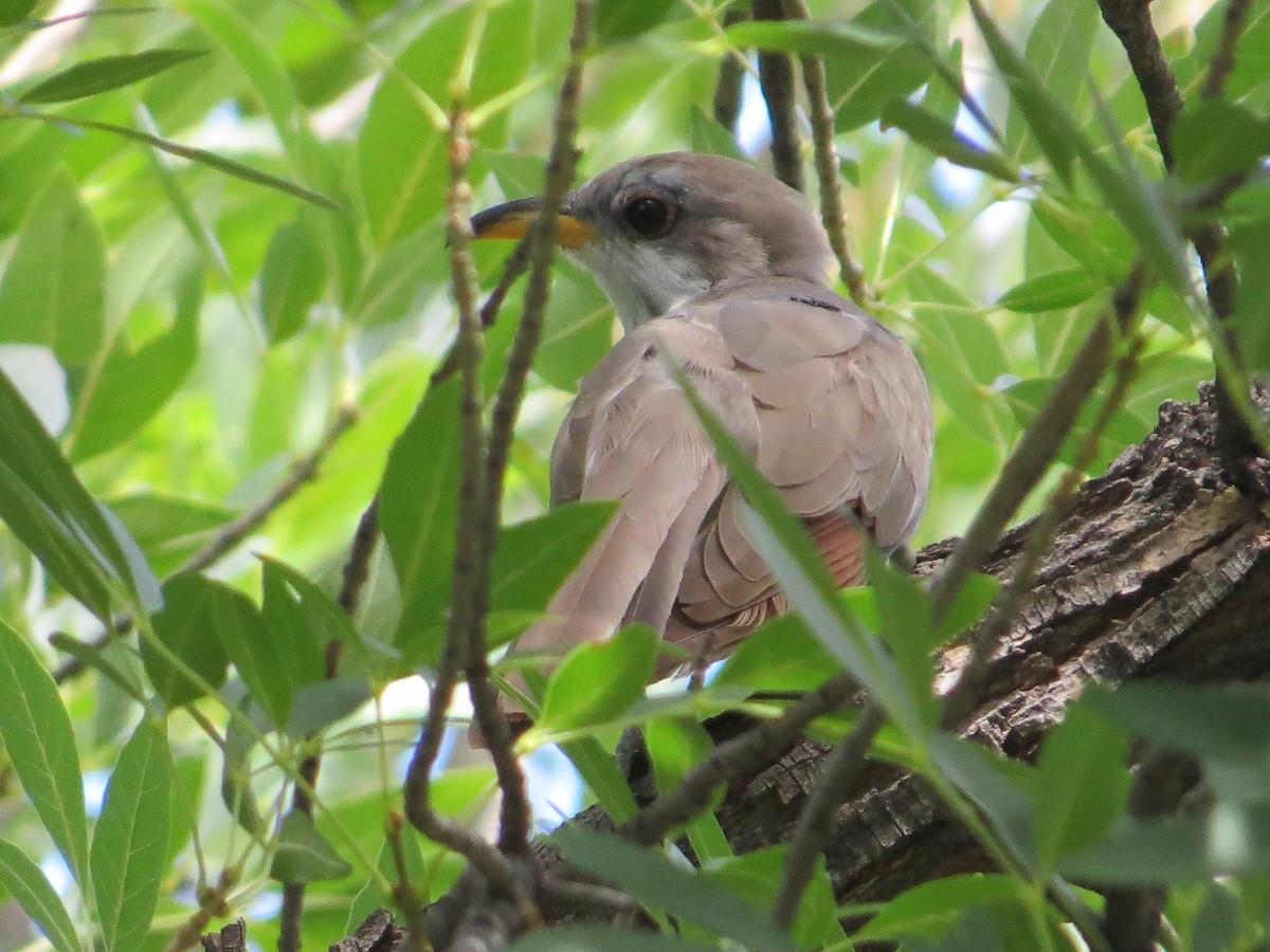 Yellow-billed Cuckoo - ML66499431