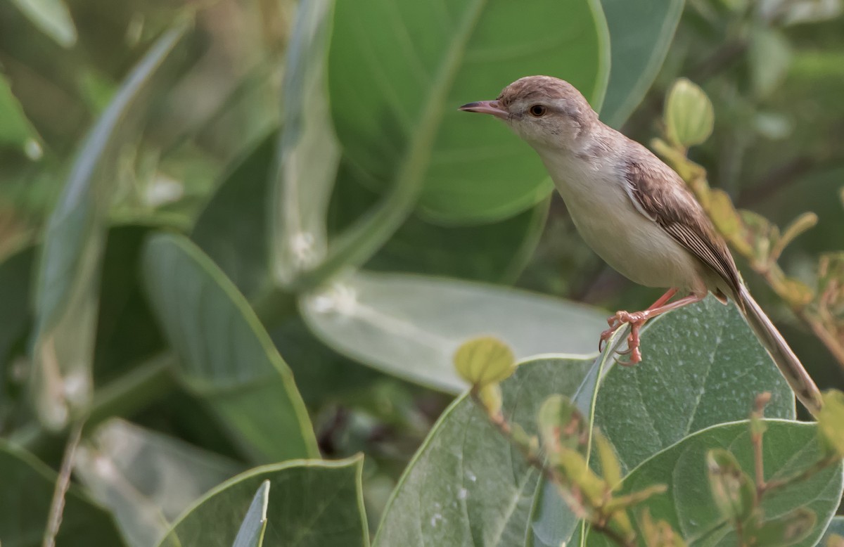 prinia sp. - Anil Goyal