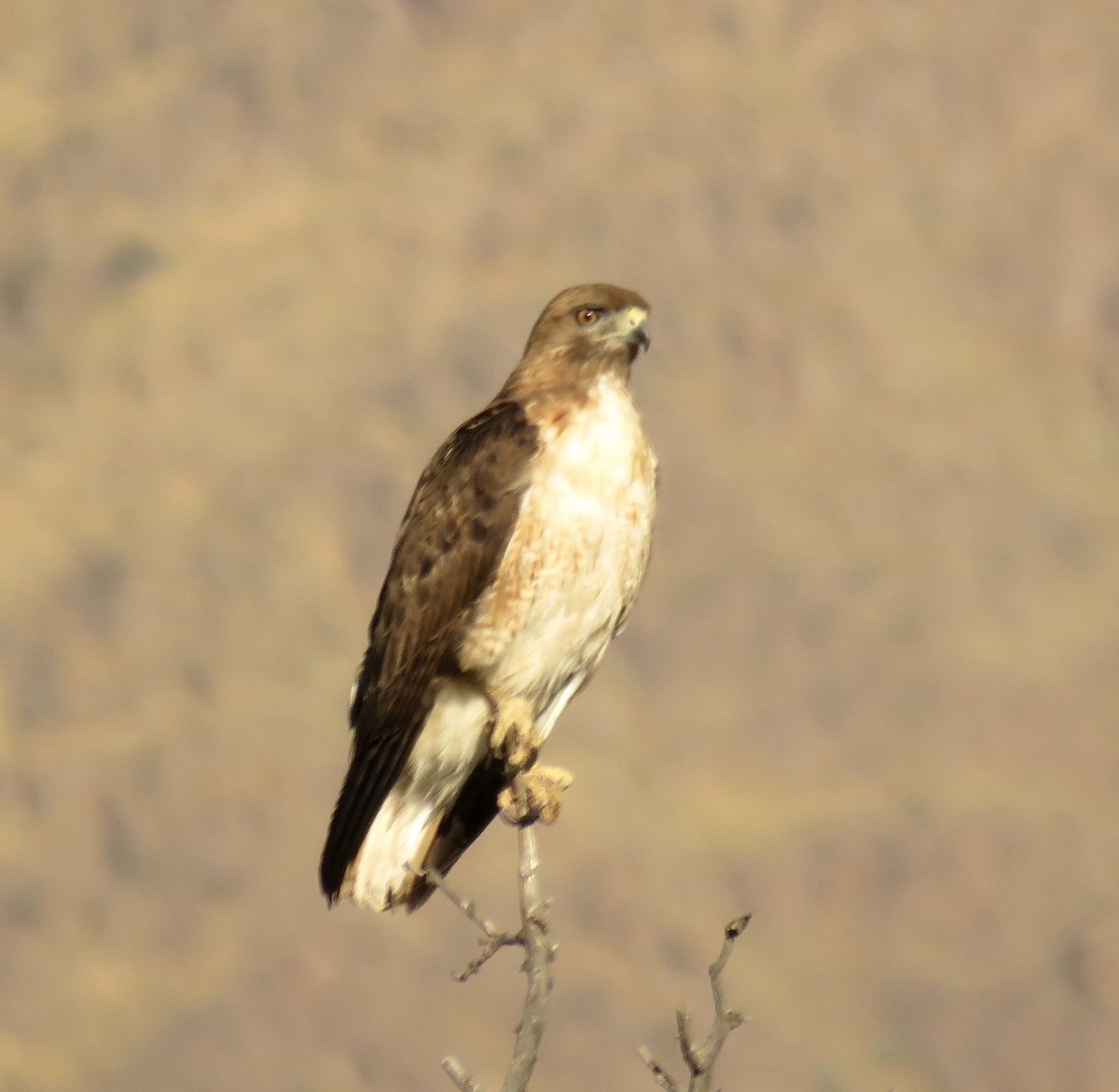 Red-tailed Hawk - Petra Clayton