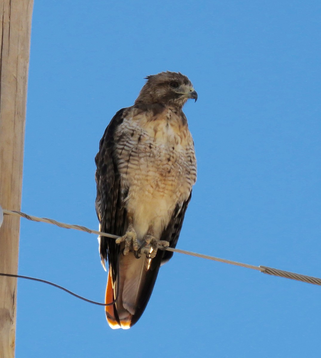 Red-tailed Hawk - Petra Clayton