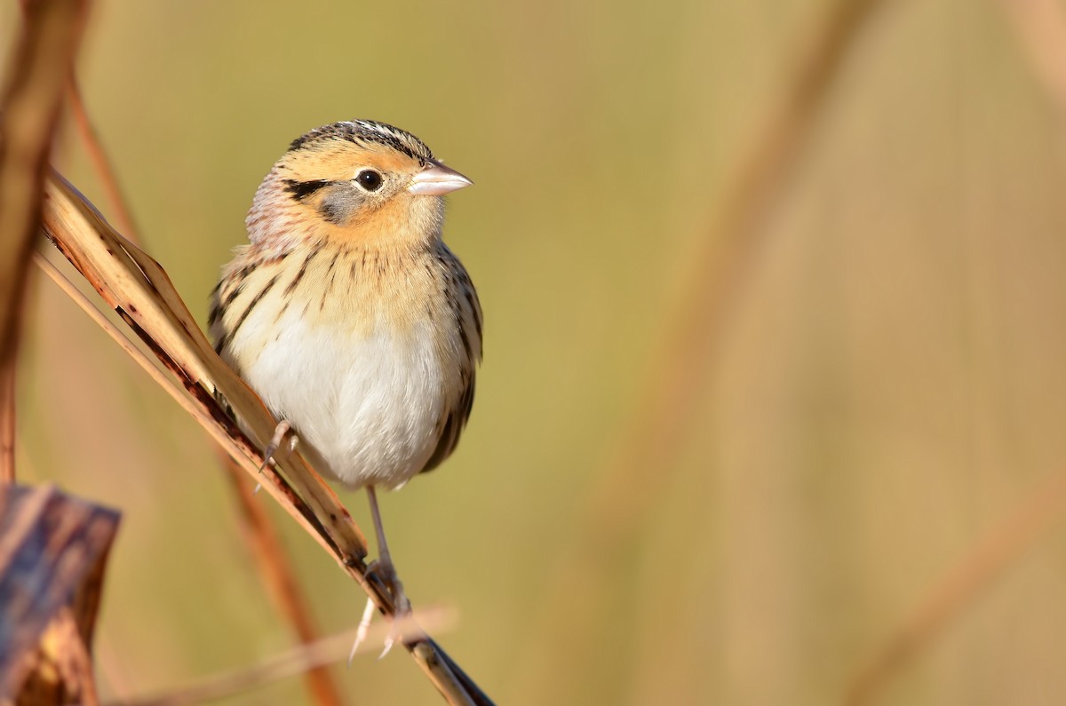 LeConte's Sparrow - Malcolm Gold