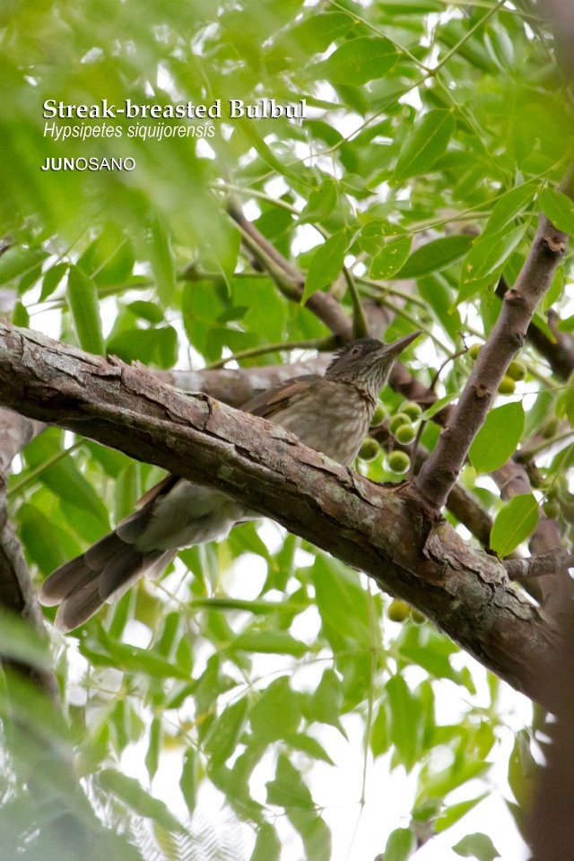 Streak-breasted Bulbul - ML66501901