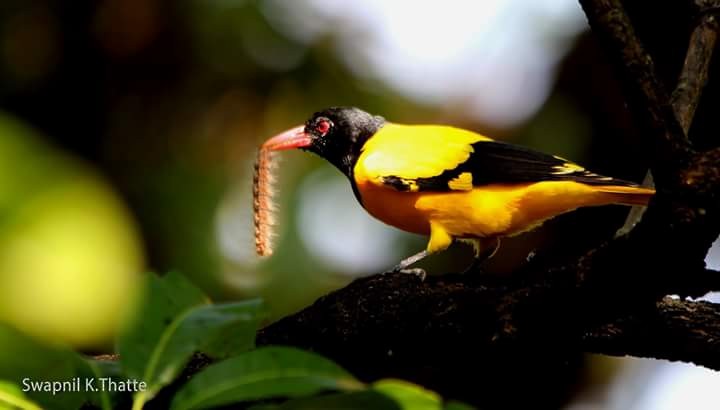 Black-hooded Oriole - ML66501931