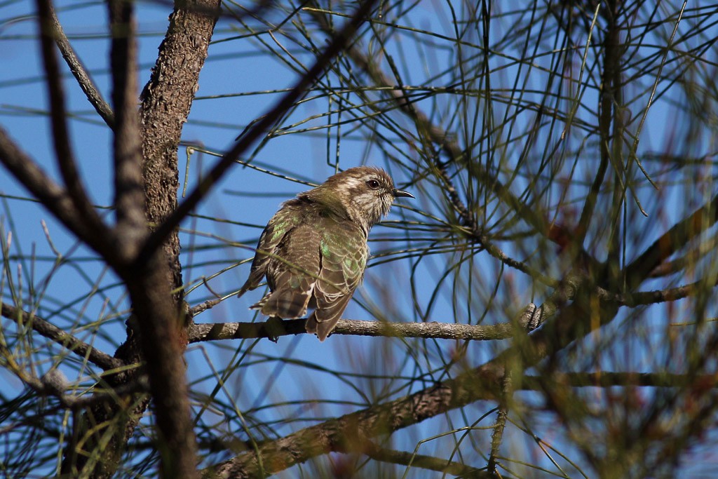 Horsfield's Bronze-Cuckoo - ML66502341