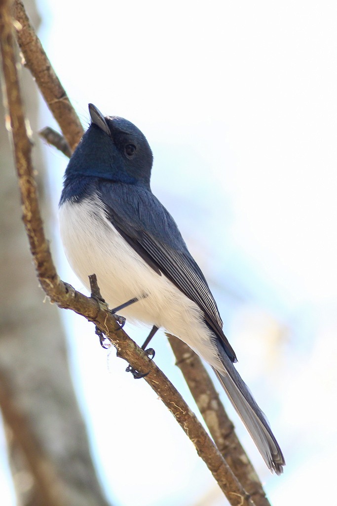 Leaden Flycatcher - ML66502351