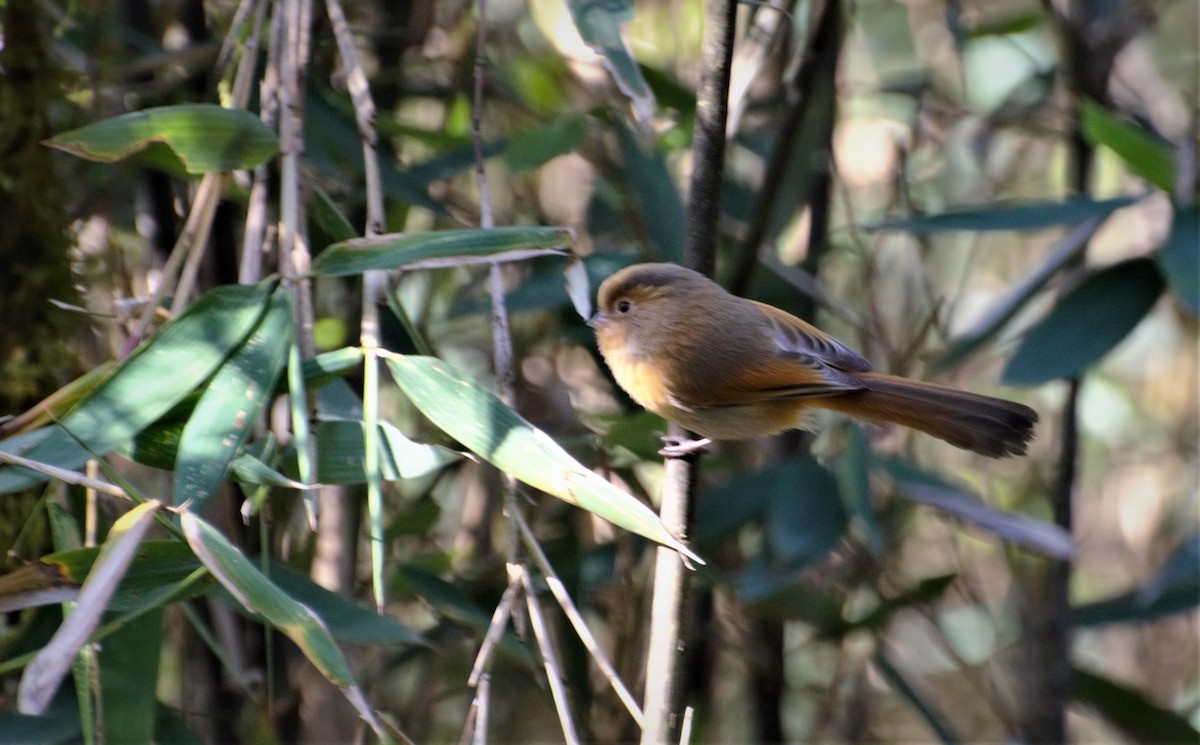 Fulvous Parrotbill - ML66502411