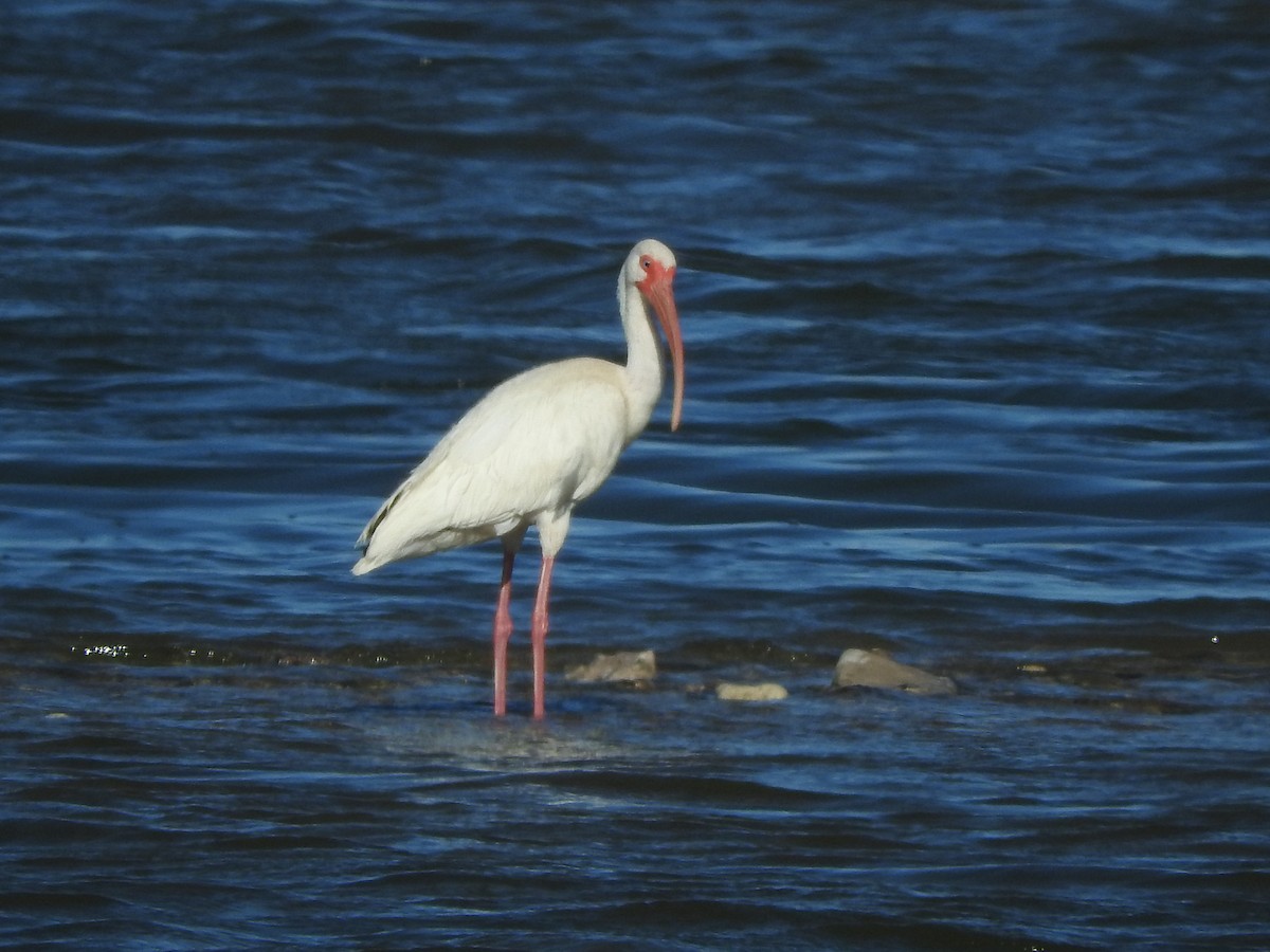 White Ibis - ML66502521