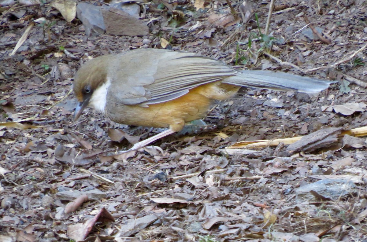 White-throated Laughingthrush - ML66503111