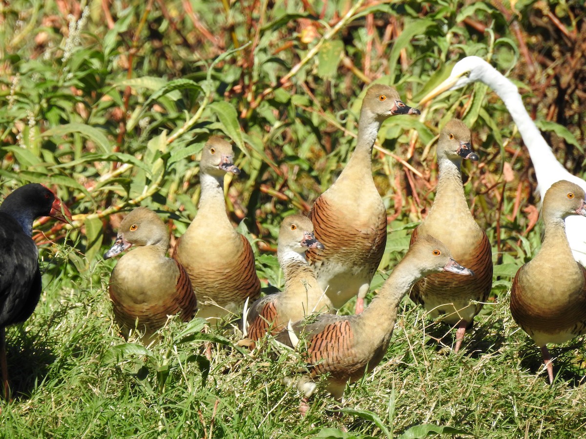 Plumed Whistling-Duck - ML66503441