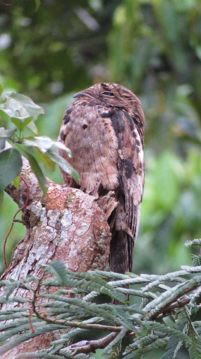 Common Potoo - ML66503591