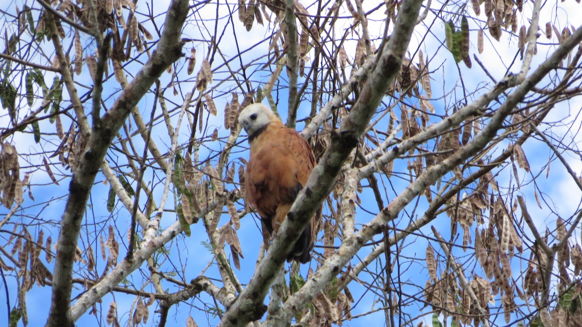 Black-collared Hawk - ML66503631