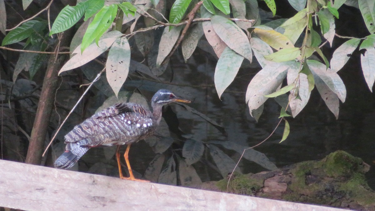 Sunbittern - ML66503681