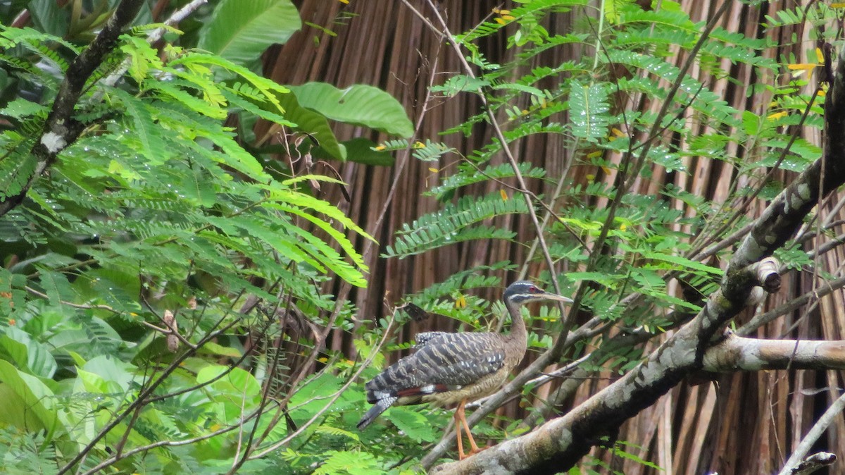 Sunbittern - ML66503691