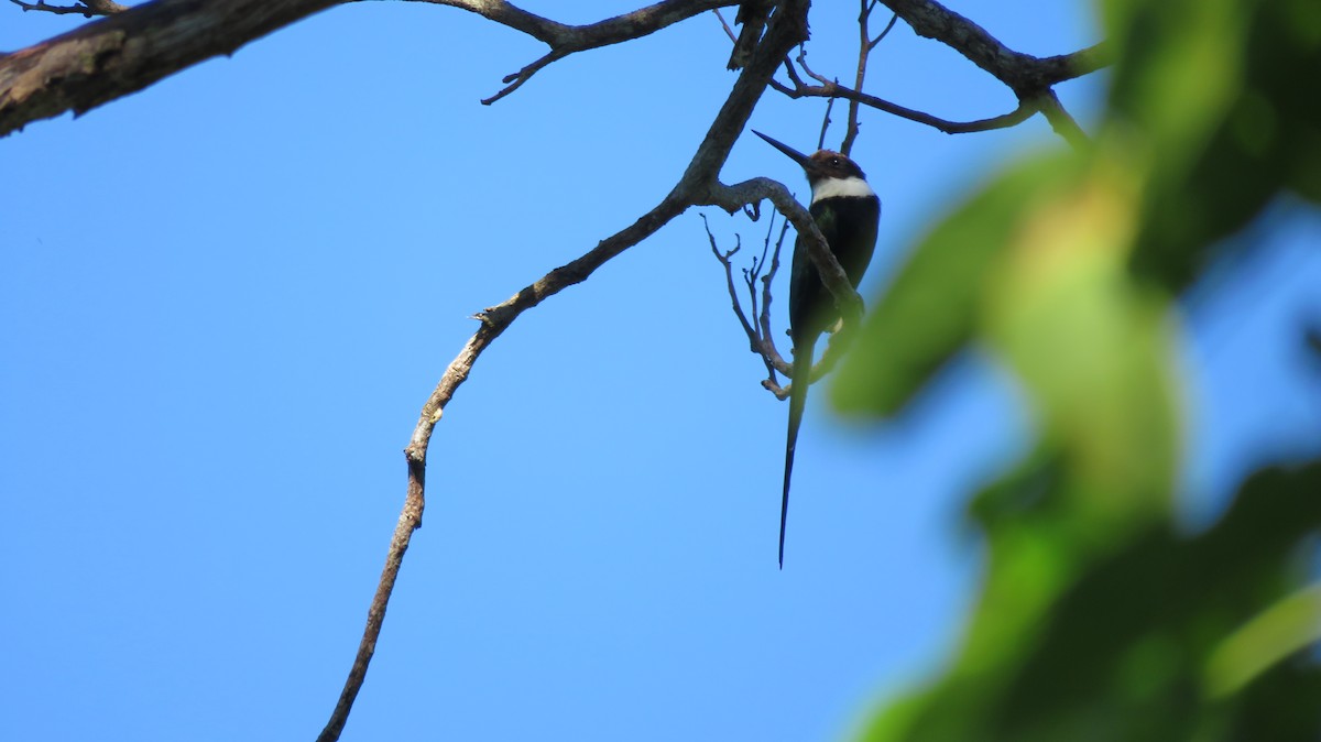 Paradise Jacamar - Nancy Trautmann