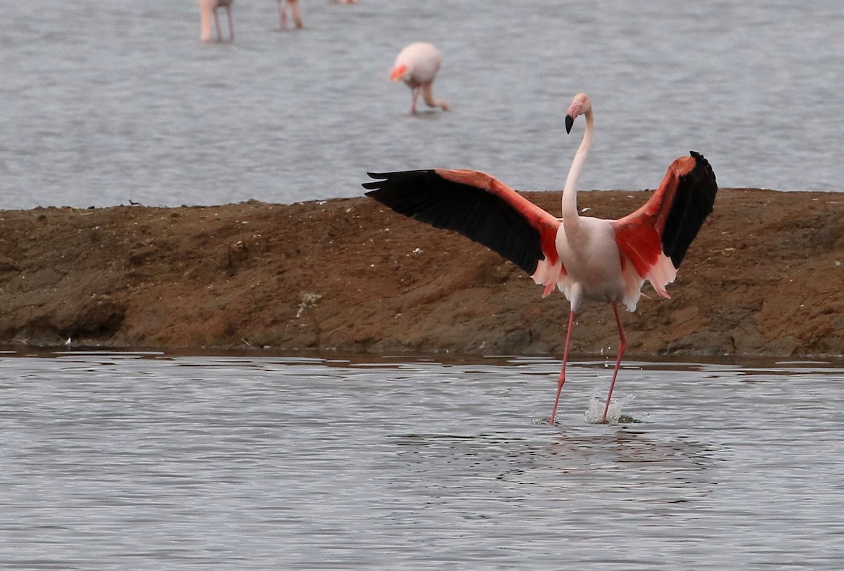 Greater Flamingo - Patrick MONNEY