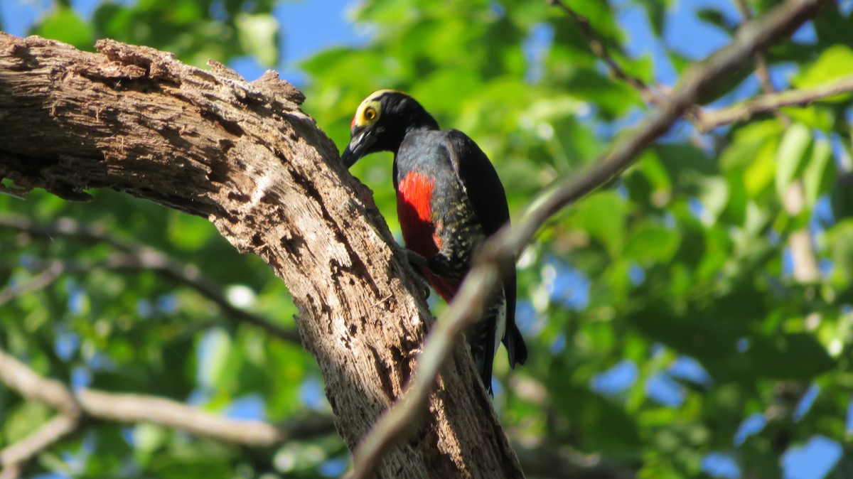 Yellow-tufted Woodpecker - ML66503981