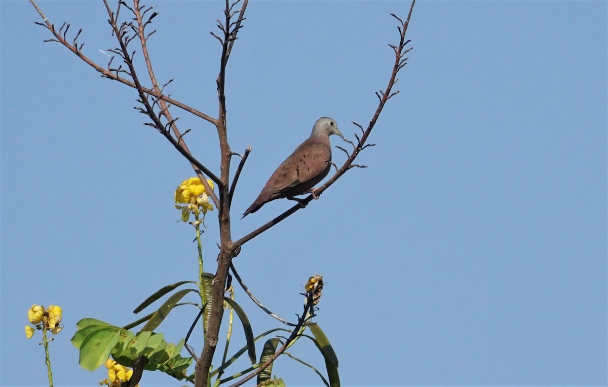 Ruddy Ground Dove - ML66504171