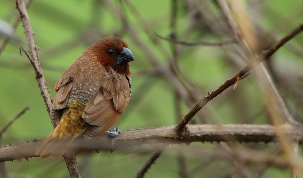 Scaly-breasted Munia - ML66505161