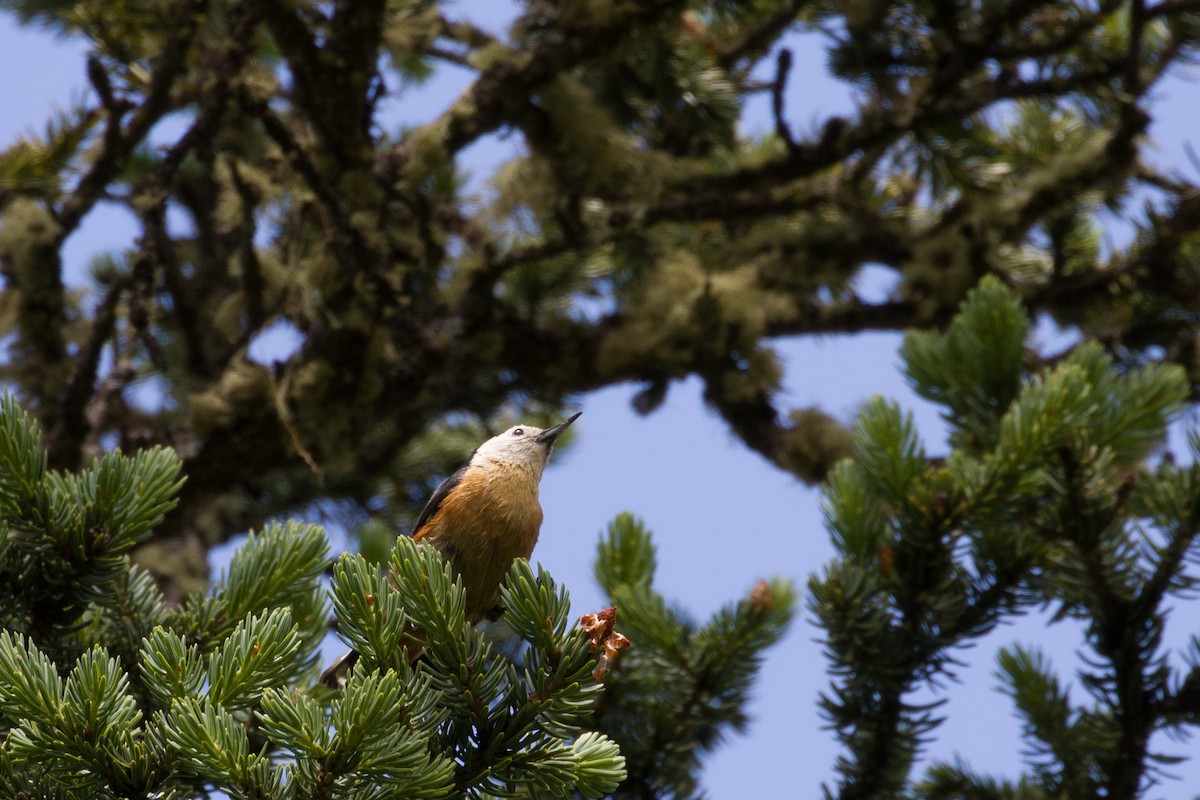 Przevalski's Nuthatch - ML66506061