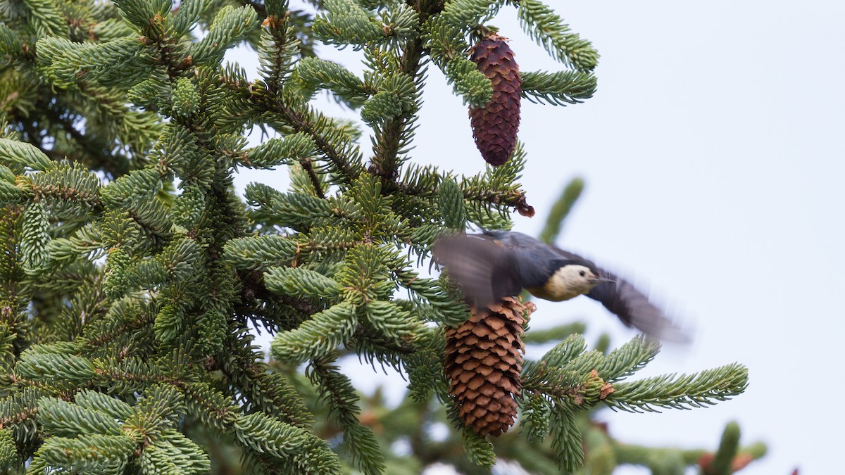 Przevalski's Nuthatch - ML66506101