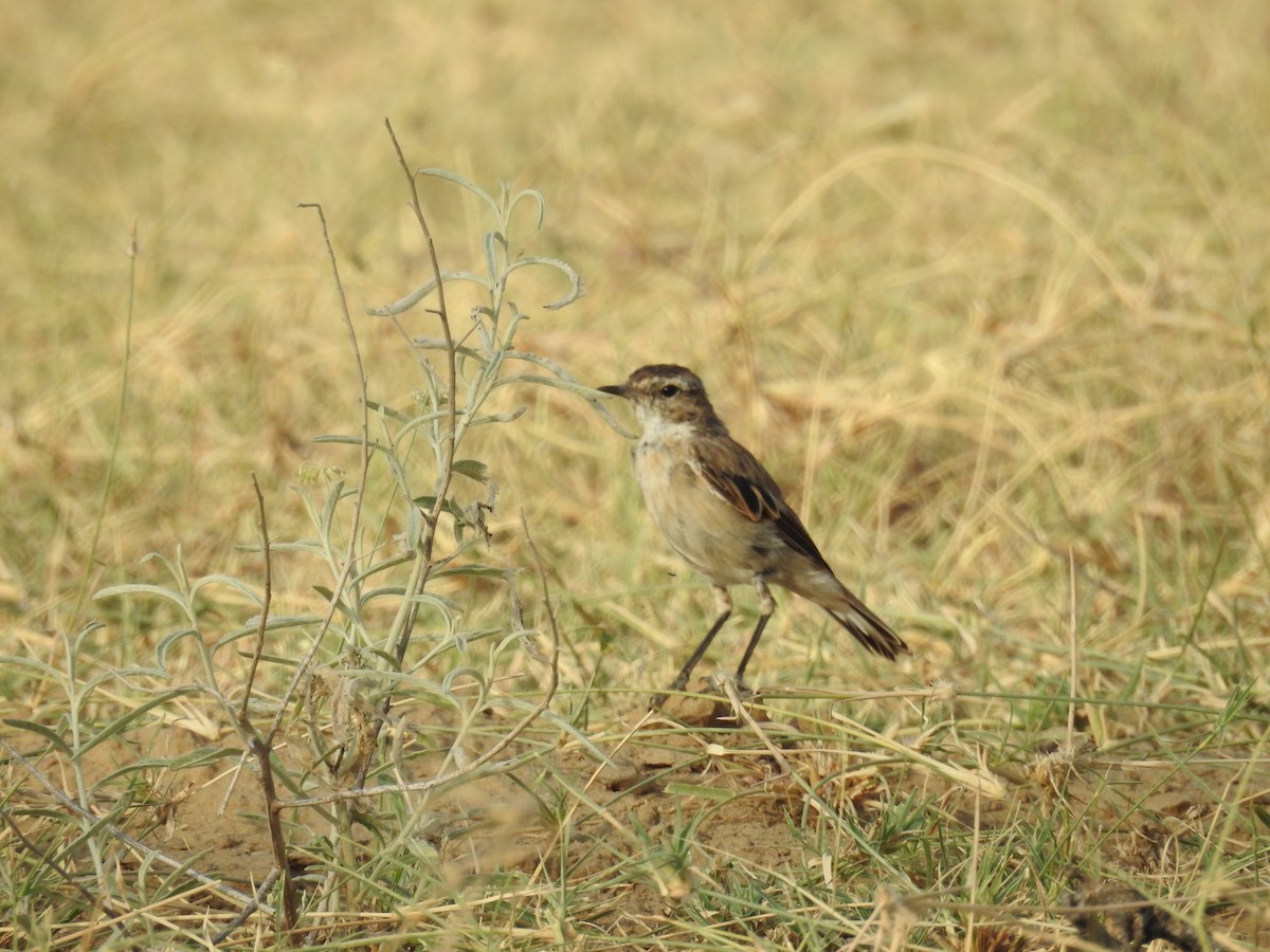 White-browed Bushchat - ML66507211