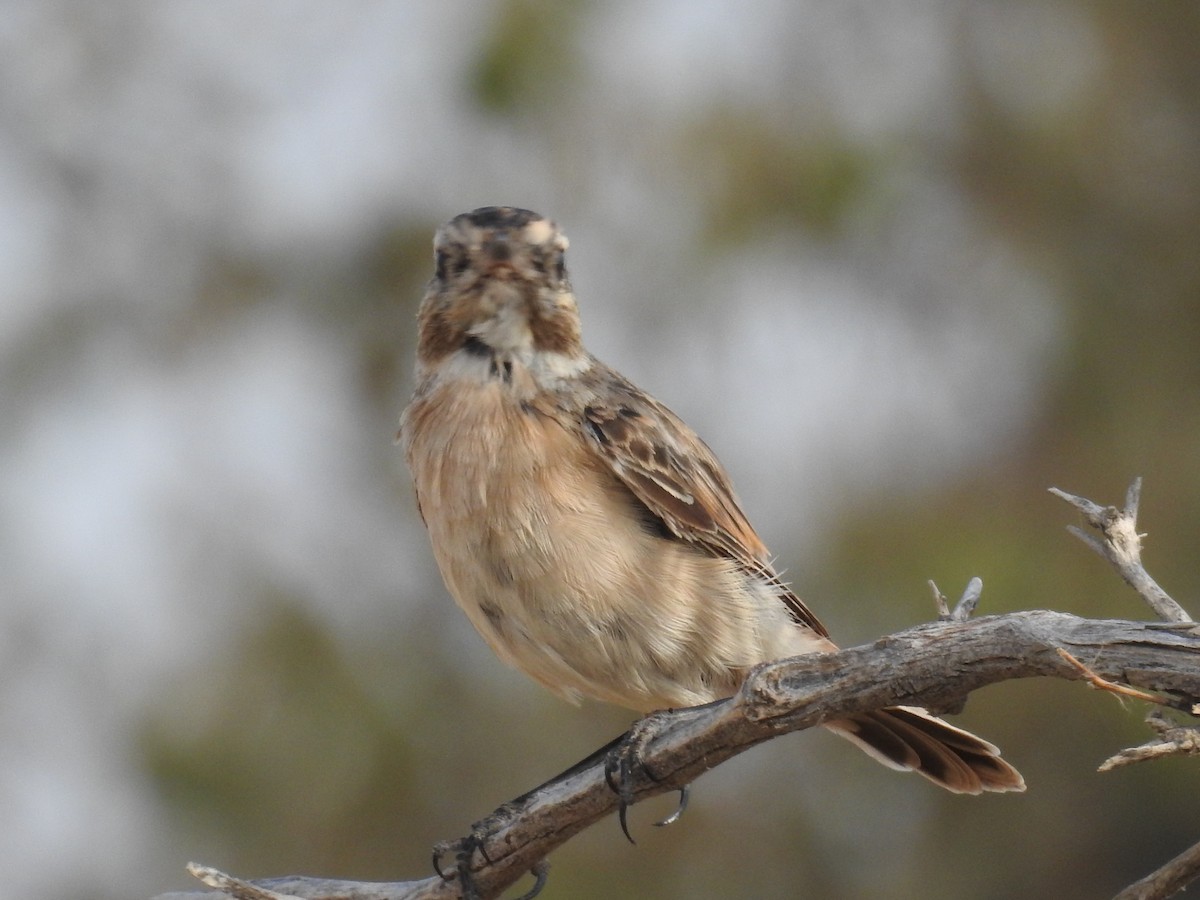 White-browed Bushchat - ML66507271