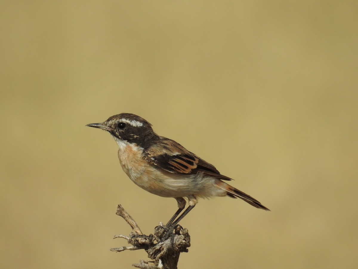 White-browed Bushchat - ML66507391