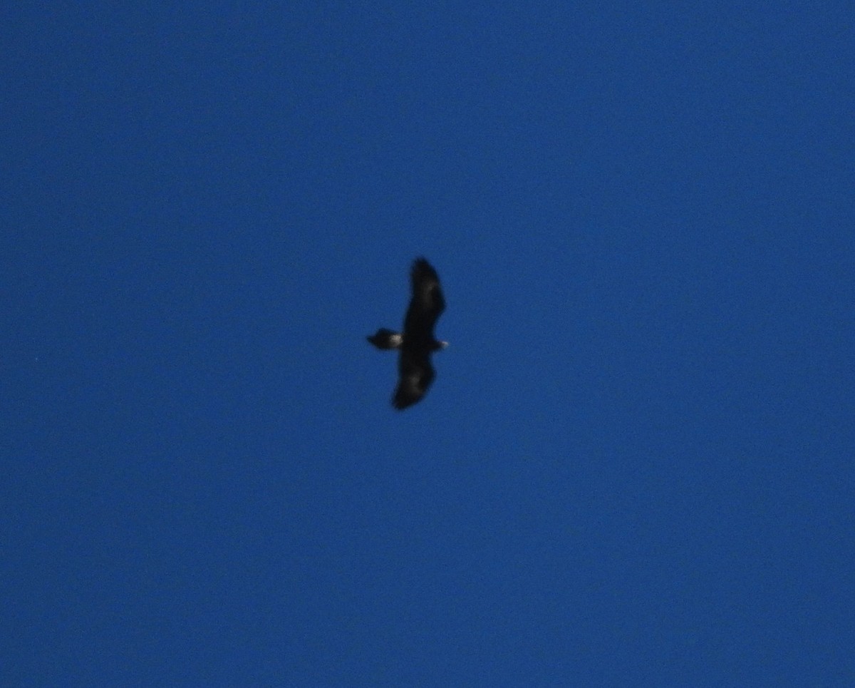 Wedge-tailed Eagle - Chris Burwell