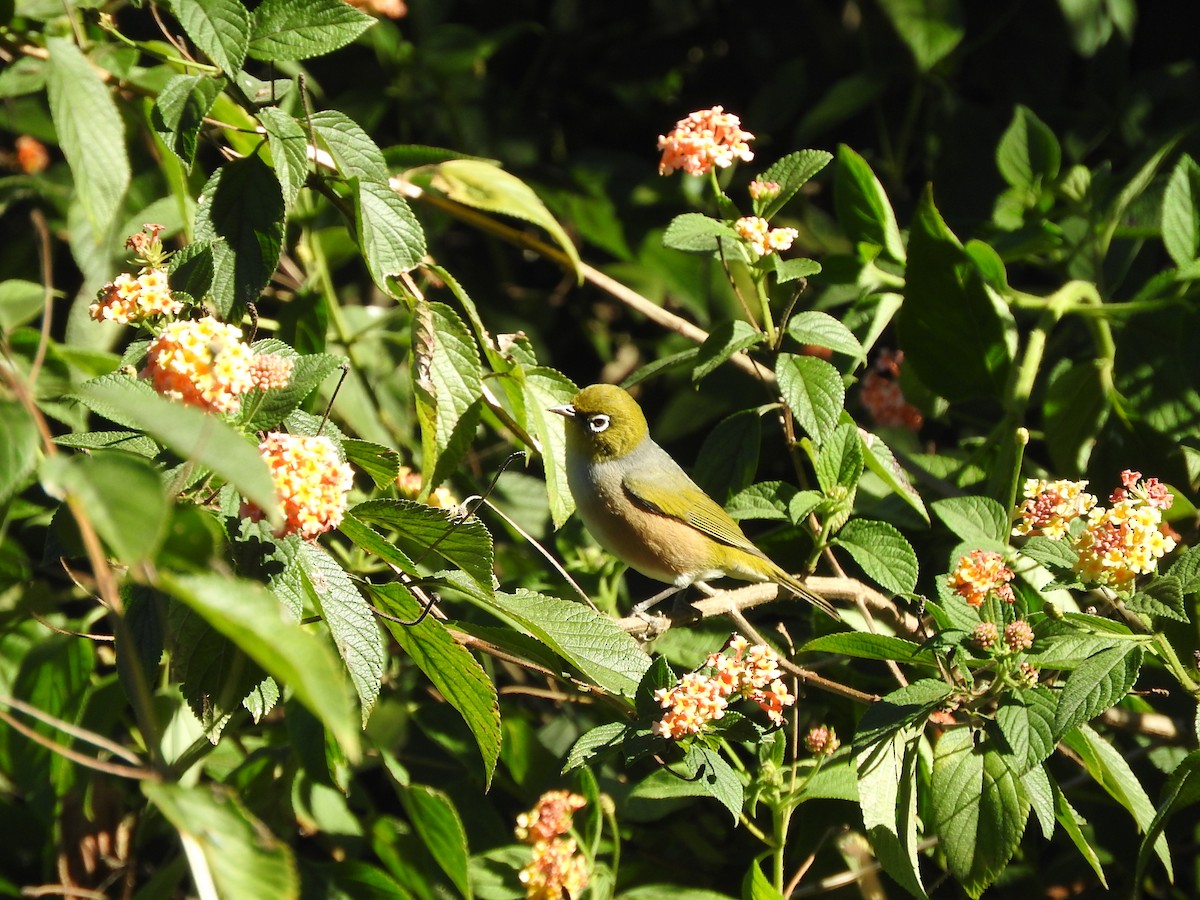 Graumantel-Brillenvogel - ML66507961