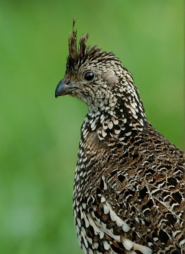 Crested Bobwhite - ML66509041