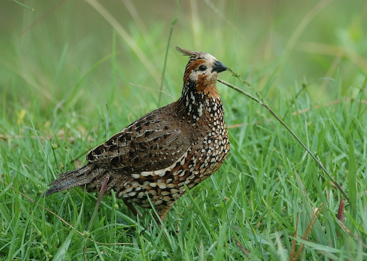 Crested Bobwhite - ML66509051