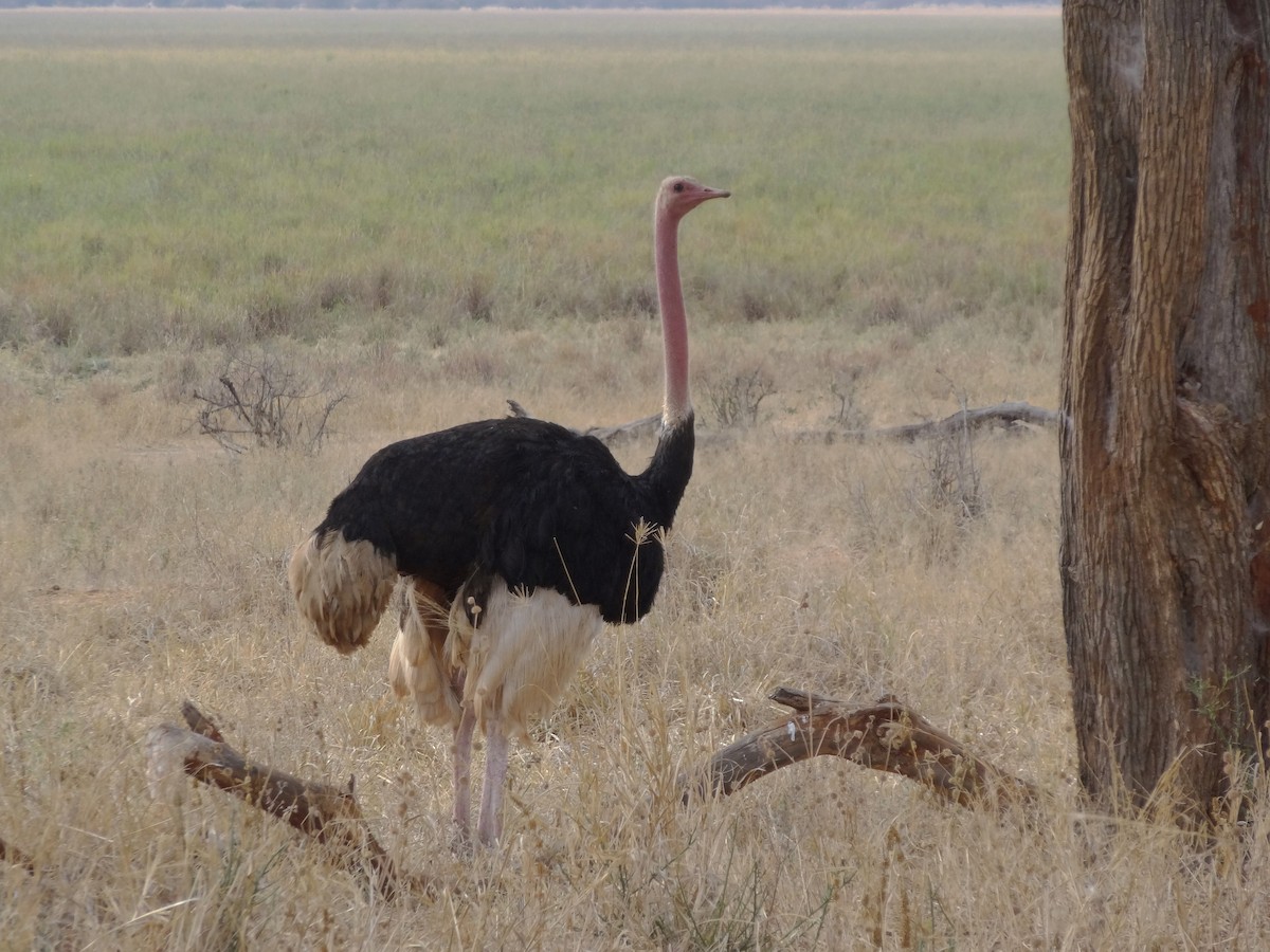 Strauß - ML66509111