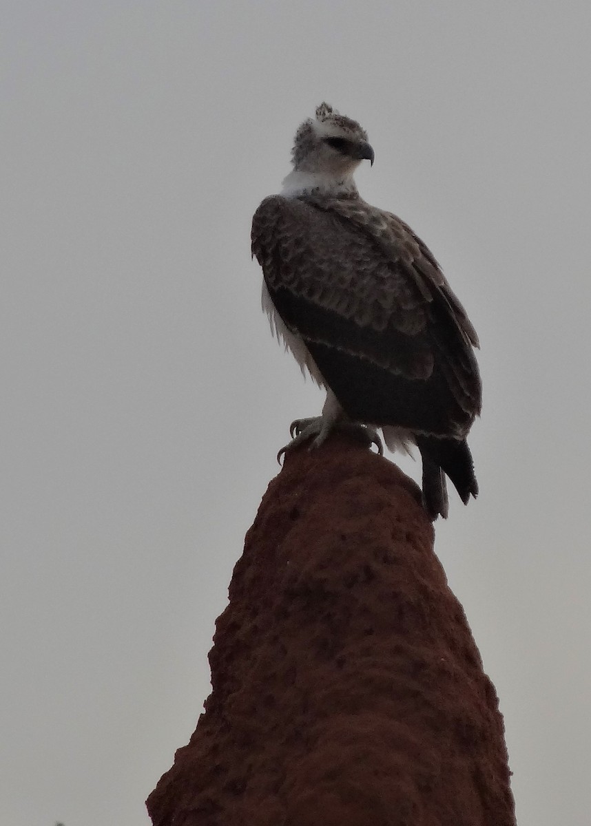 Kampfadler - ML66509791