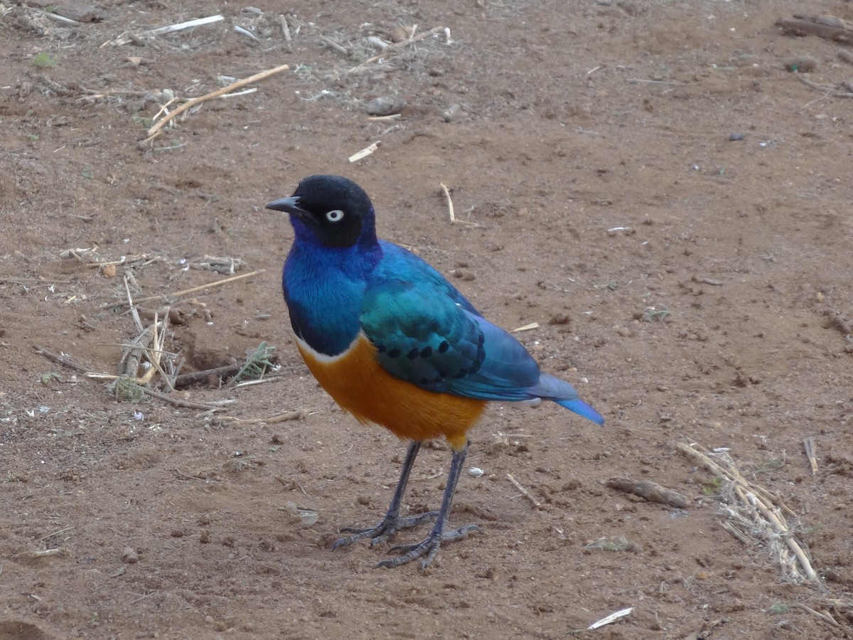 Dreifarben-Glanzstar - ML66510131